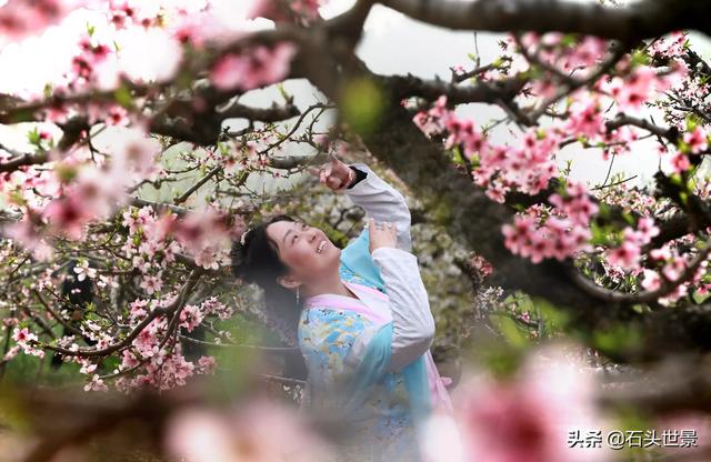 桃花长什么样子，杏花长什么样子？什么时候开哟？