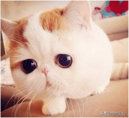 猫粮价格:大年初三捡了只蓝白流浪猫，学生党我要买哪种猫粮？