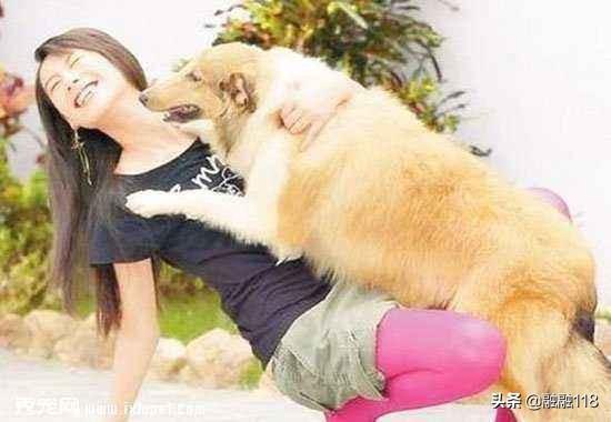 宠物狗皮肤病有哪些:狗的脖子烂了一圈是怎么回事？