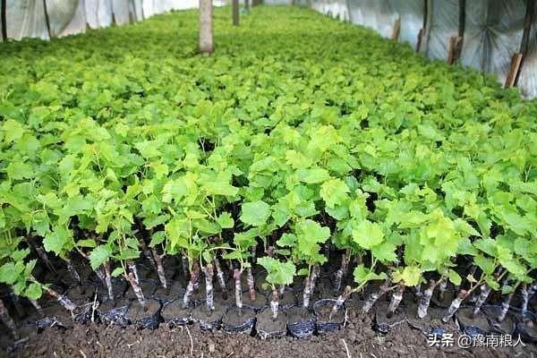 冰葡萄种植技术大全:蓝宝石有哪些种植技术？蓝宝石葡萄东北可以种植吗？