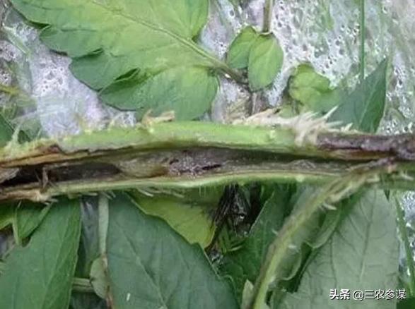 西红柿门:番茄花园是干什么的番茄花园事件究竟是怎么回事