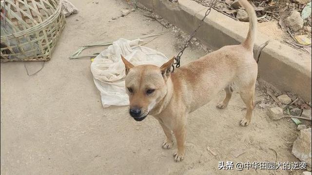 土狗图片:为什么说中华田园犬不比其他狗差呢？