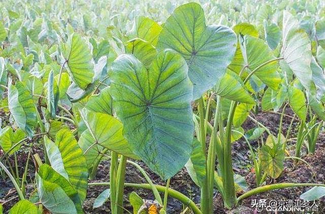 地里收获芋头时 许多的人把芋头莴子割着扔掉怪可惜了 有些什么好办法巧妙利用呢 彩云小小的回答 头条问答