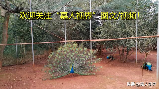 手机进水,屏幕有大面积水印怎么办？