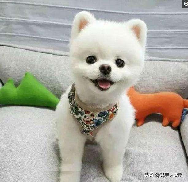 头条问答 哪款小型犬比较好养 胖胖养乐多的回答 0赞