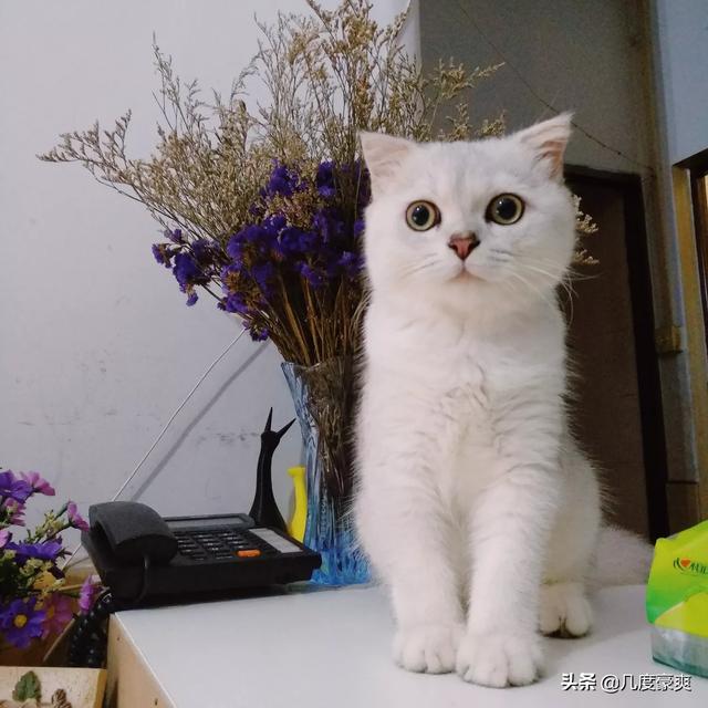 猫耳朵里面黑色的硬块:怎么知道猫咪耳朵里有没有耳螨？