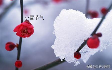 ”小雪”节气却下起了\