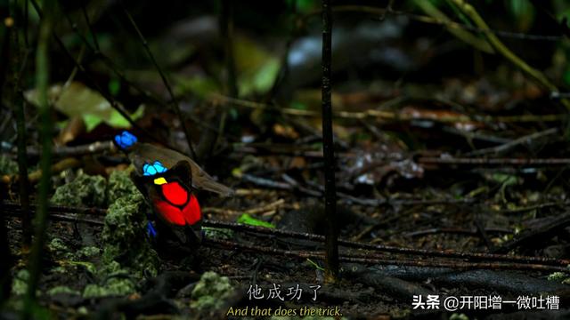 为何感觉鸟界都是公的花枝招展挺漂亮,而母的很普通！感觉人类却不一样？