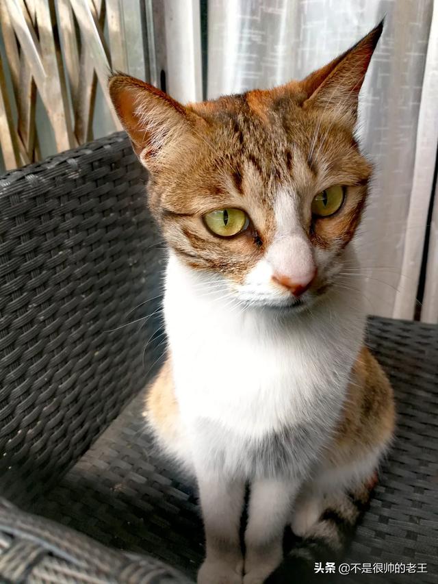短尾猫能不能养:要不要收养小区的流浪猫？ 中国短尾猫为什么不能养