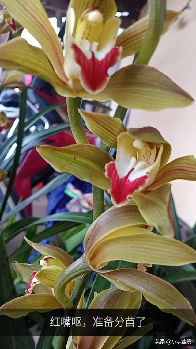 如果有五十万，你会选择县城买房？还是农村盖房？插图23