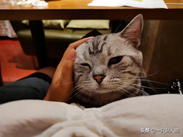 一只黏人猫
