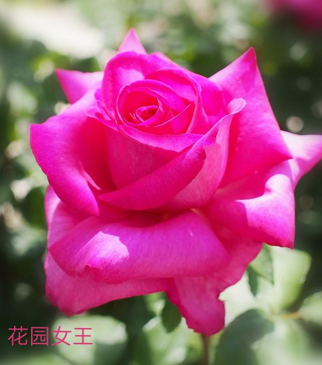 优秀月季花品种介绍百度网:名贵月季十大品种是哪些品种？