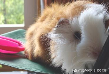黑豚鼠养殖jishu:有人提议我养豚鼠，养殖前景和经济效益怎么样？有大神解惑吗？