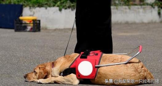 导盲犬珍妮和陈燕:导盲犬与主人坐公交被拒，委屈的被骂哭了是怎么回事？你怎么看？
