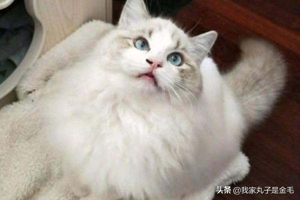 布偶猫多少钱:布偶猫多少钱一只 一只布偶猫大约什么价位？