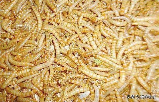 黄粉虫的养殖前景:黄粉虫养殖成本利润如何?大家怎么看？