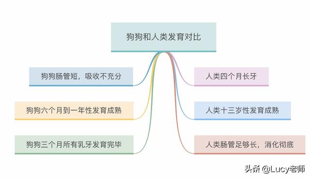 小型狗的寿命:大型狗和小型狗寿命 养过中华田园犬的，最久活了多少年？