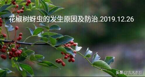 蚜虫的天敌:种植花椒树蚜虫发生的原因和防治有哪些？
