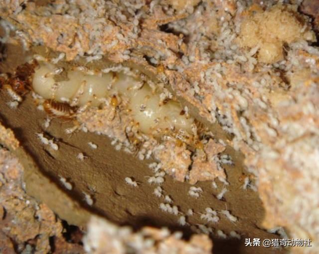 偃师市动物死亡:动物会不会出现自杀的情况？