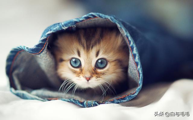 猫的品种及图片:想养猫，新手养什么种类的猫合适，需要注意些什么？