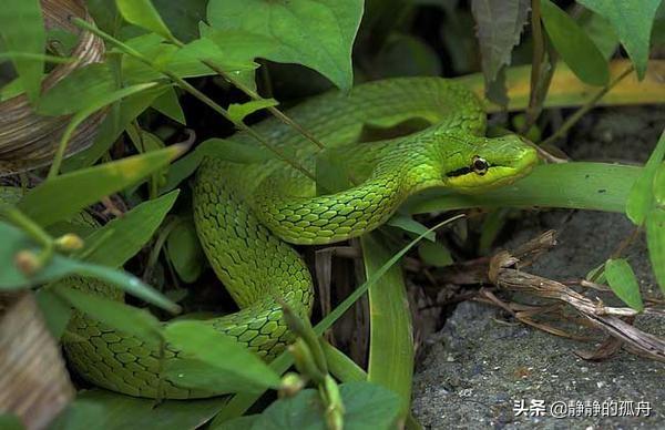 翠青蛇和竹叶青图片:翠青蛇和竹叶青有毒吗 鄂西北山区，有哪些蛇类，农民该怎么区分毒蛇？