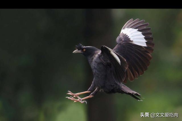 青鸟论坛八哥鸟:八哥鸟的放养与盘飞技巧？