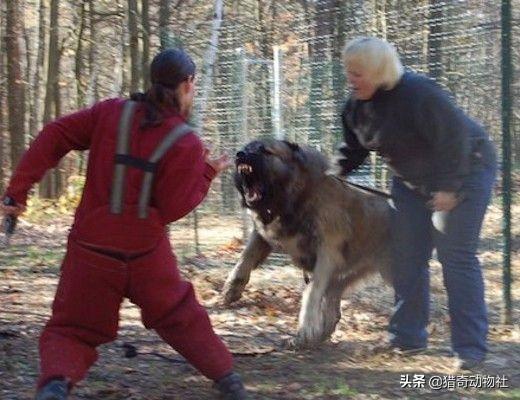 班克尔犬 蒙古獒:为什么传统文化中对狗会褒贬不一？