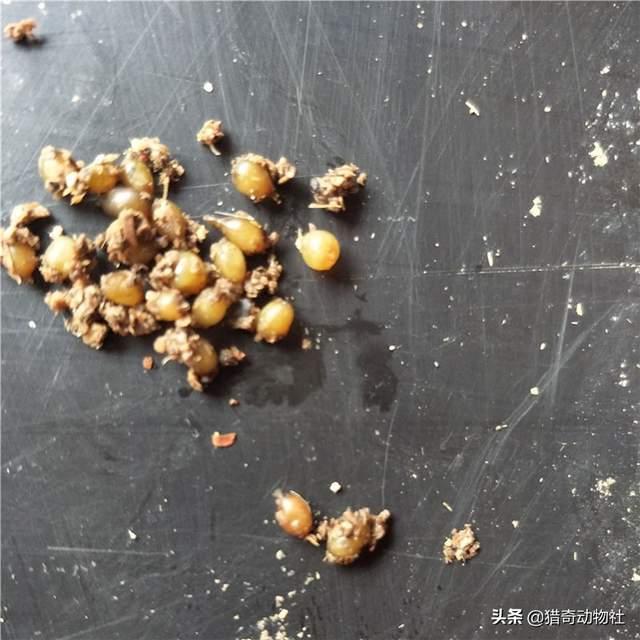 蛐蛐图片:蚯蚓这样没有防卫能力的动物为什么没有被其他动物捕食灭绝？
