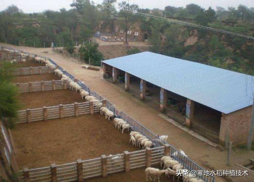 松鼠养殖场批发:我想办个羊养殖场，存栏量三四百只的那种，需要什么样的条件？
