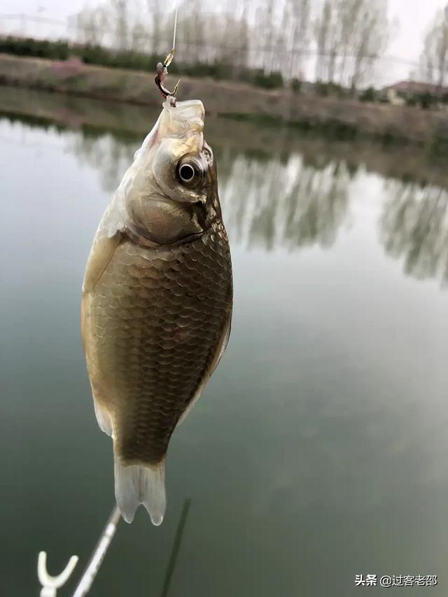 黄曼龙鱼身上长红斑:黄曼龙鱼身上有红色的痕迹 锦鲤鱼身上红块用呋喃西林泡食喂能好吗？