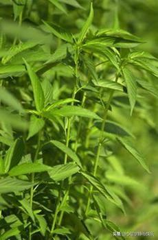 在孟加拉国月薪5000人民币是一种怎样的体验？能娶几个老婆？