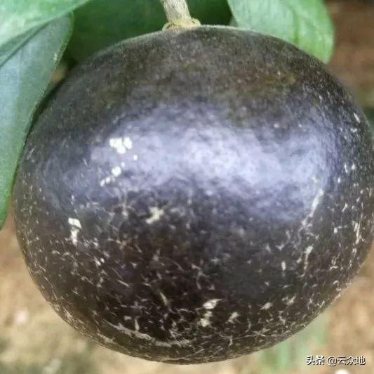 锈壁虱用何种药:桔子树叶卷，发黄用什么药治？