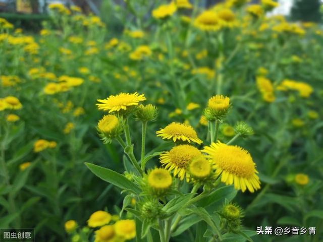 菊花顶金丝雀图片:都来比比晒晒5.1节拍的月季花，看看谁拍的最养眼？怎么样？