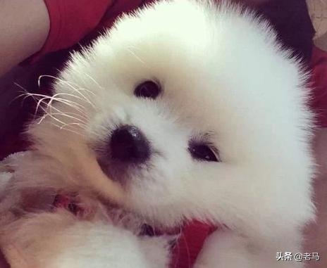 小狗眼泪多怎么治疗:宠物狗狗泪痕严重，怎么办，应该如何清除？