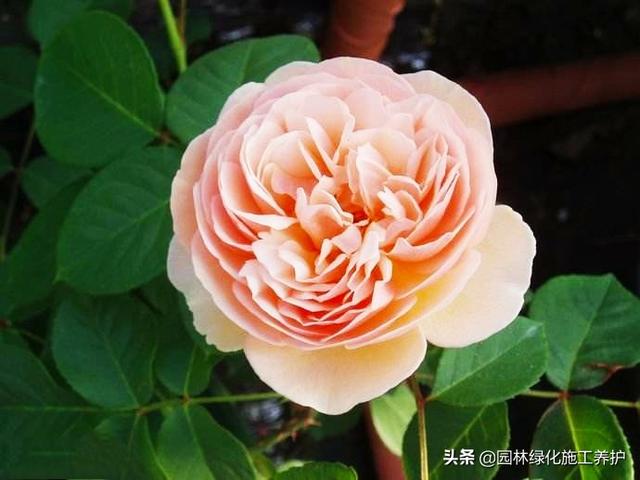 vents月季花品种介绍及图片:伊芙月季里最香的品种 月季朱丽叶好种吗？有哪些技巧？