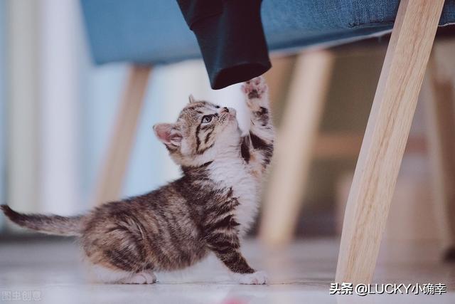 伯爵养猫记:收养了一只流浪猫，很小，有什么养猫方法？ 养猫记作文