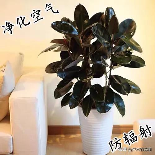 印度榕树有什么特点:古印度人是什么人种？古印度人是怎么出现的？