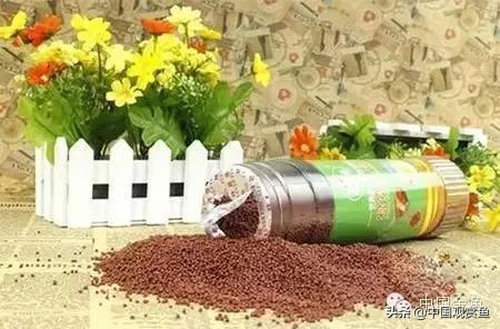 银锦鲤鱼吃什么食物:锦鲤鱼喜欢什么味型的食物？