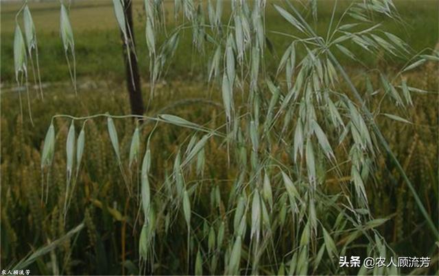 节节麦用什么除草剂，小麦春季应该用什么药除草