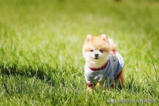 宠物手术服做法:我最近想给狗子绝育，各种套餐眼花缭乱的，到底选哪个？