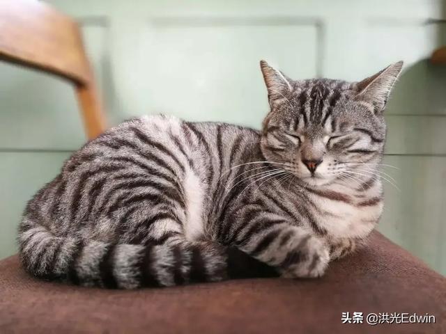 卫塔卡夫心形猫罐头怎么样:流浪猫会认识经常喂养它的人吗？