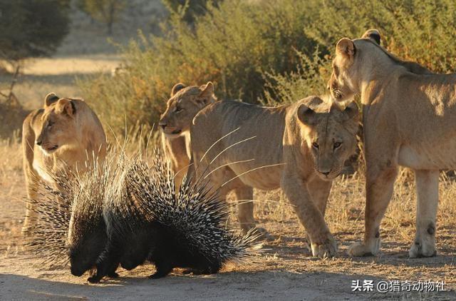 非洲迷你刺猬公和母哪个更大?:非洲迷你刺猬跑轮必要吗？