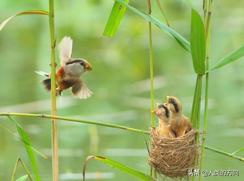 阿得雷德玫瑰鹦鹉弗林德斯山亚种:这种鸟被叫做花蒲扇，很漂亮，你知道它有什么奇葩习性吗？