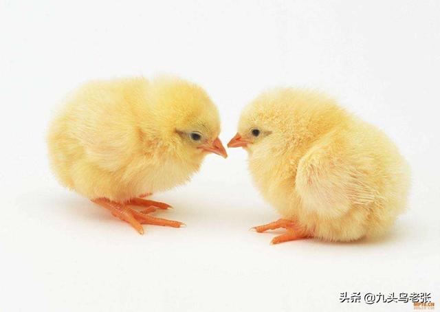 2020年穷人创业项目:在2020年，有哪些适合个人的创业项目