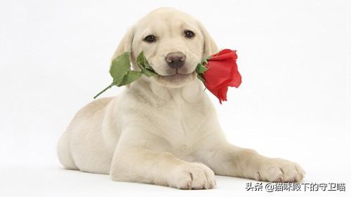 拉布拉多幼犬怎么补钙:怎样给五个月的拉布拉多犬补钙？