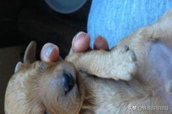 巴哥狗狗分娩视频:宠物狗生狗宝宝时主人应该做些什么？