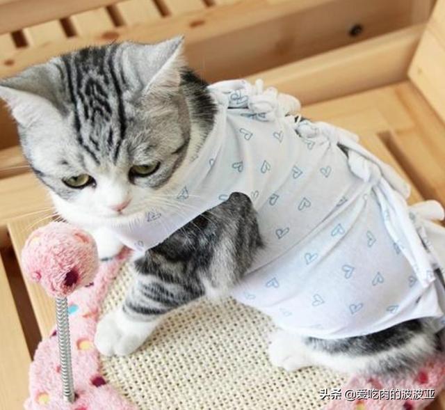 头条问答 猫咪绝育之后有什么变化吗 100个回答
