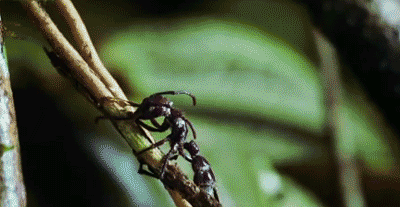 僵尸袭人真实事件，真实存在的僵尸蚂蚁，会吃人并感染人类吗？