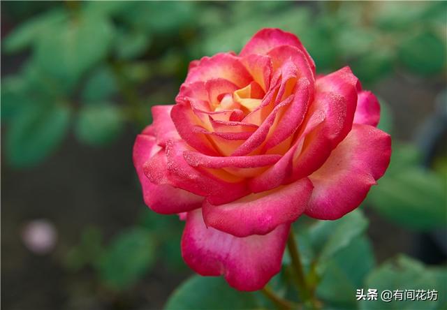 月季花的栽培与管理:盆栽月季和地栽月季相比，哪种种植方式更耐旱，更好养护？