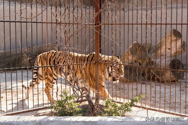 把国家动物园养的几十头老虎,放在非洲大草原能生存的下去吗?